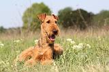 AIREDALE TERRIER 191